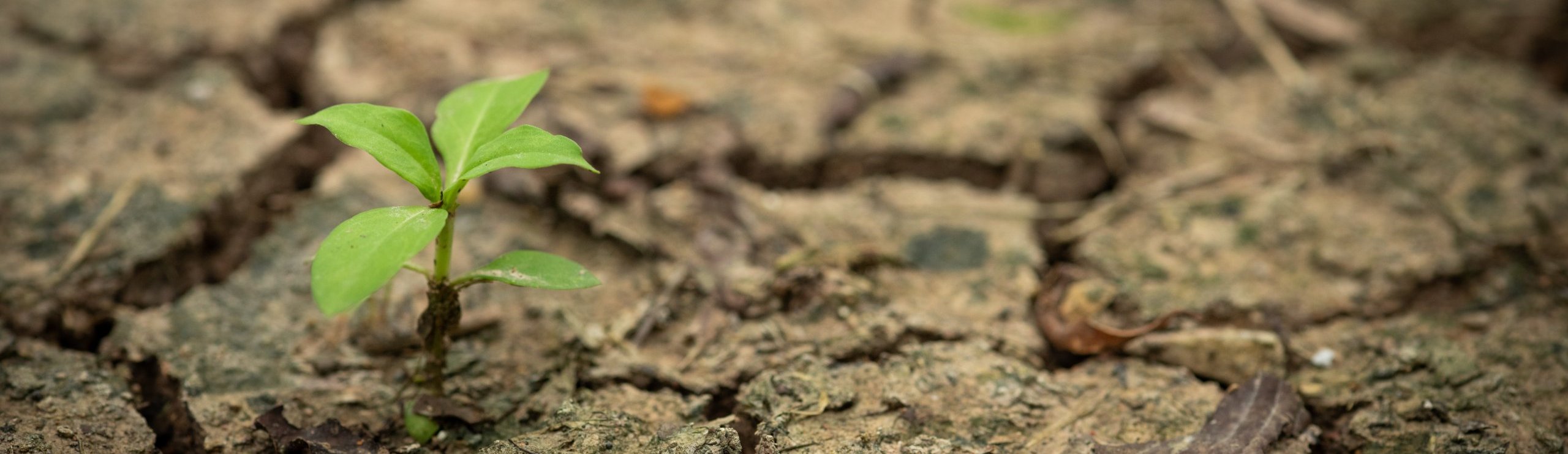 cambio climático