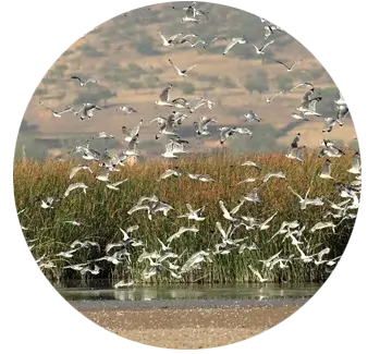 Aceleradora de naturaleza y biodiversidad